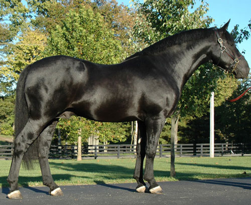 Irish Draught Horse (photo Wikipédia)