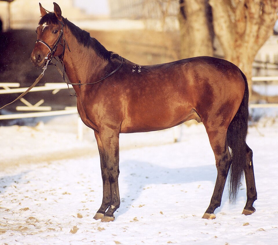 Trakehner (photo Wikipédia)