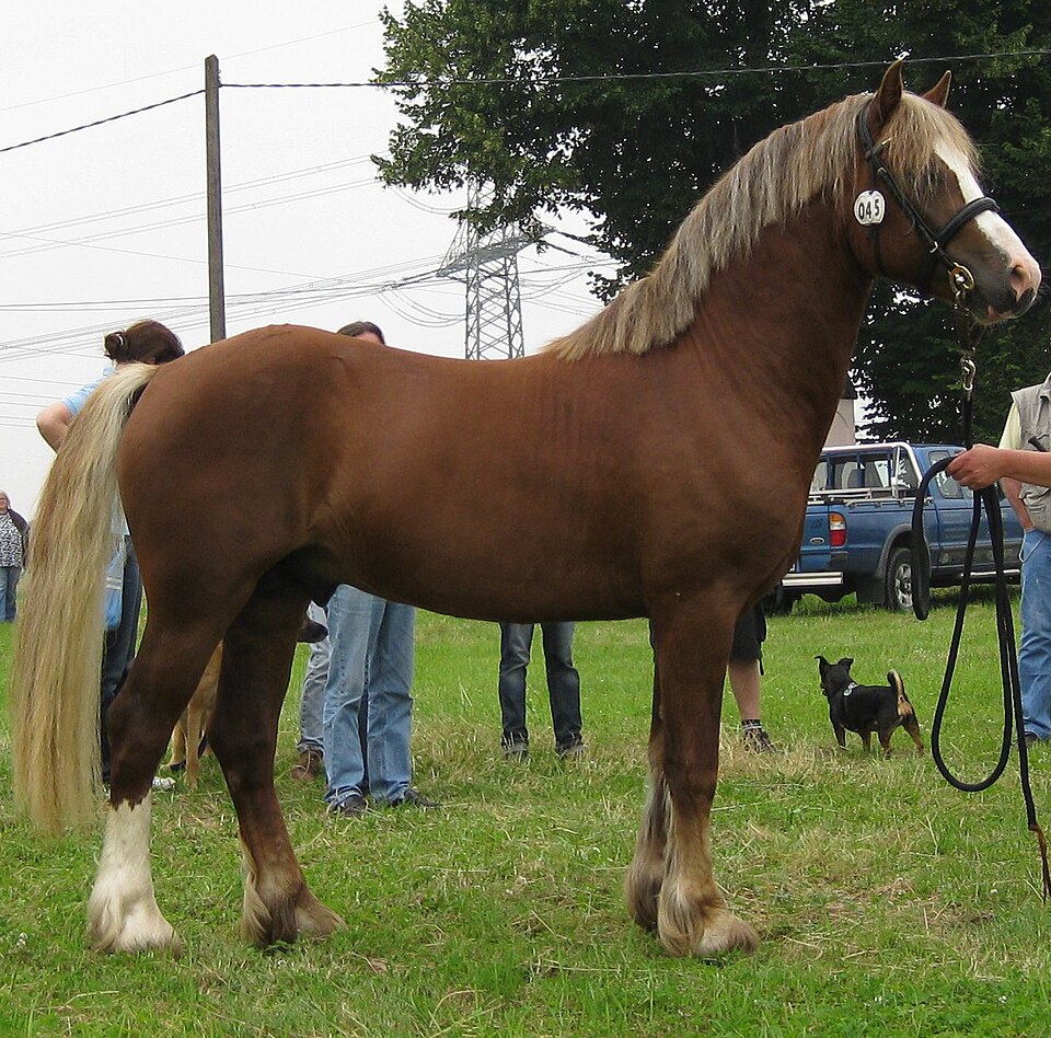 Welsh cob (photo Wikipédia)