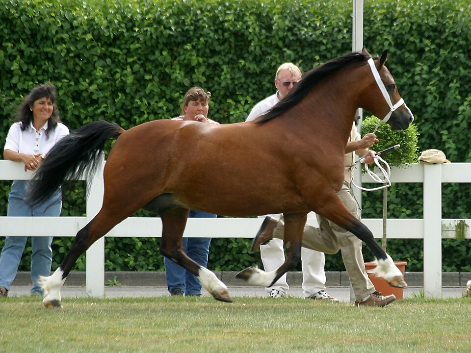 Welsh de type cob (photo Wikipédia)