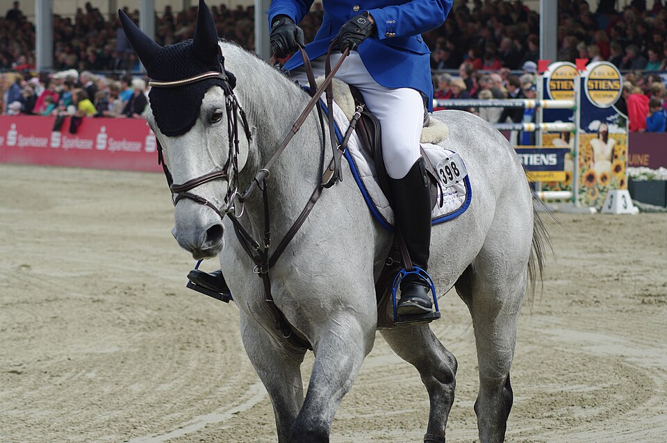 Westfalen Riding Horse (photo Wikipédia)